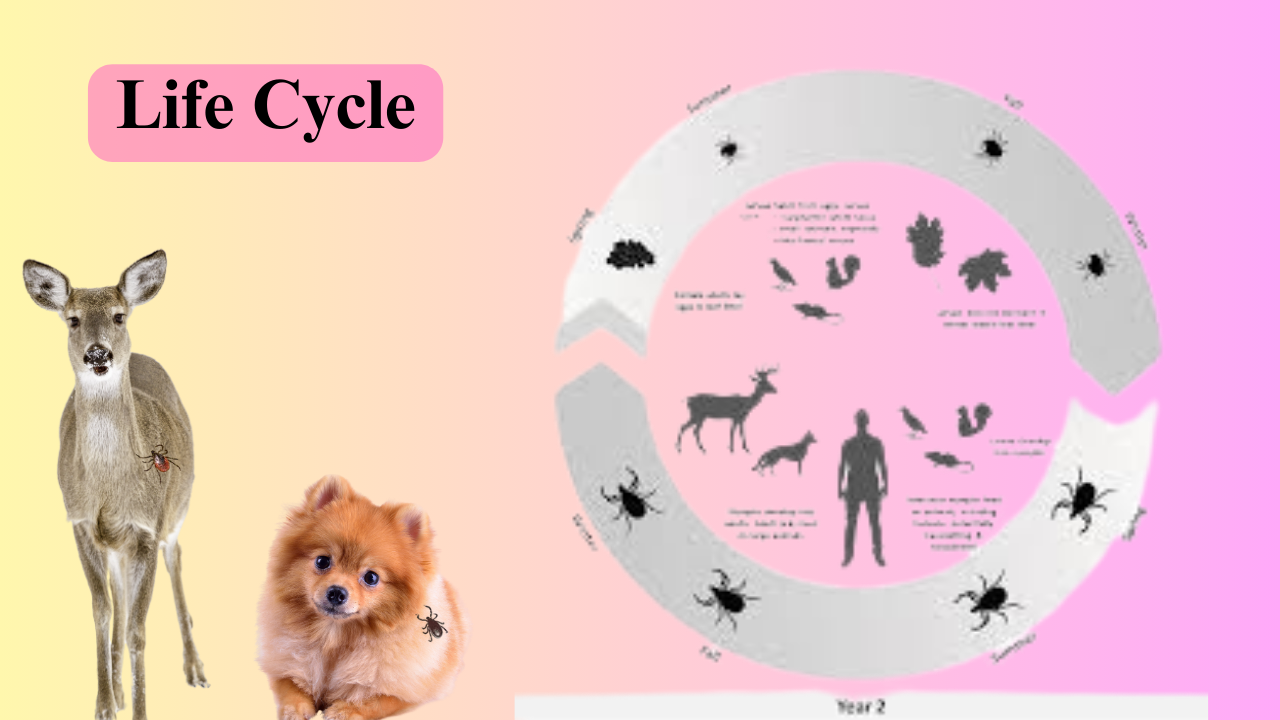 Deer Tick vs Dog Tick Life Cycle