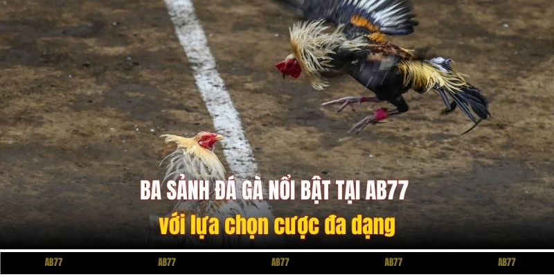Ba sảnh đá gà nổi bật tại Ev88 với lựa chọn cược đa dạng