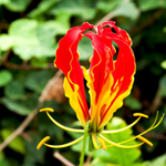 10 flowers name in arabic

