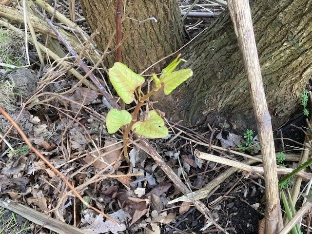 Japanese Knotweed in Spring