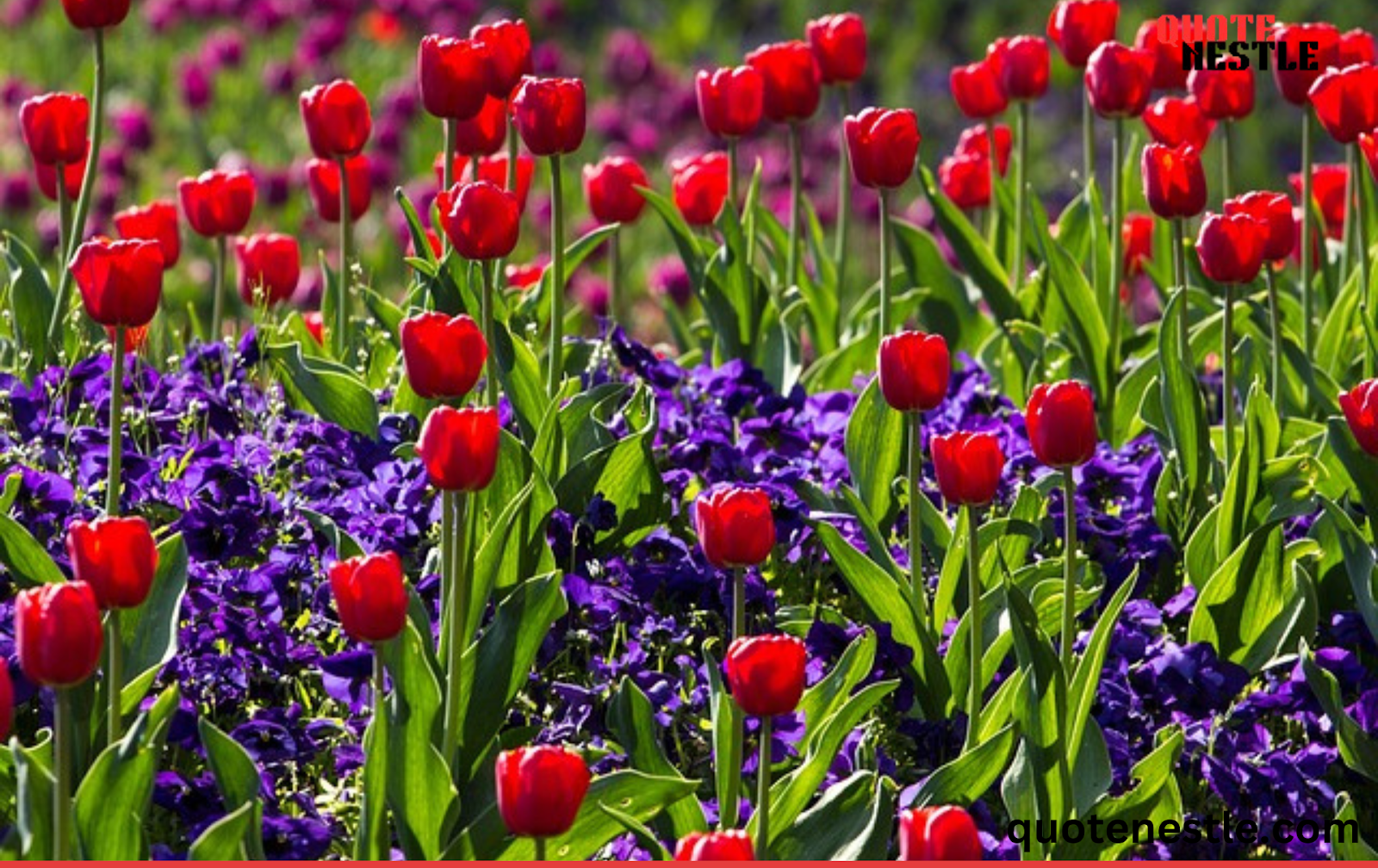 Tulip Bouquets