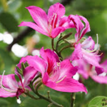 flowers name in kannada with picture