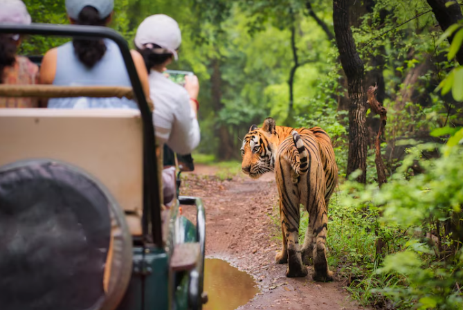 Top 10 Wildlife Encounters for Solo Female Travelers