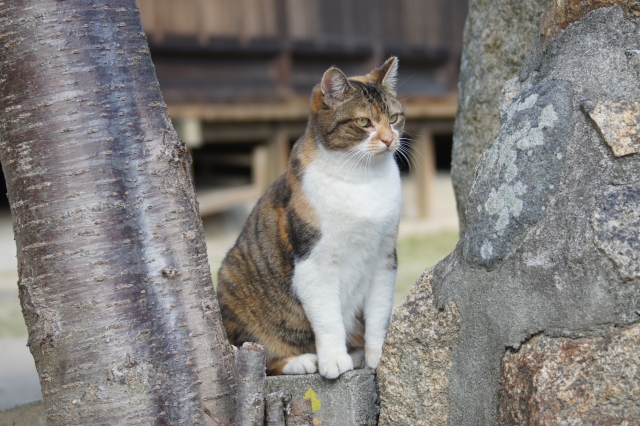 木の間の猫