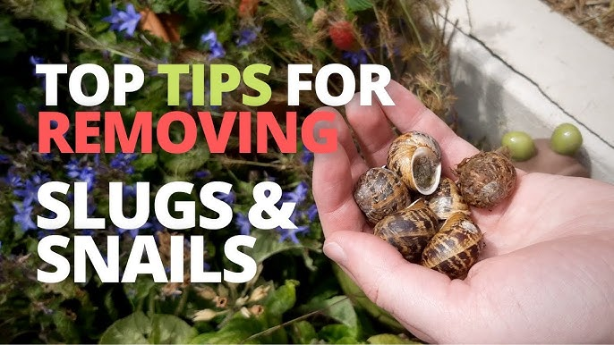 Tips for Slug and Snail Control