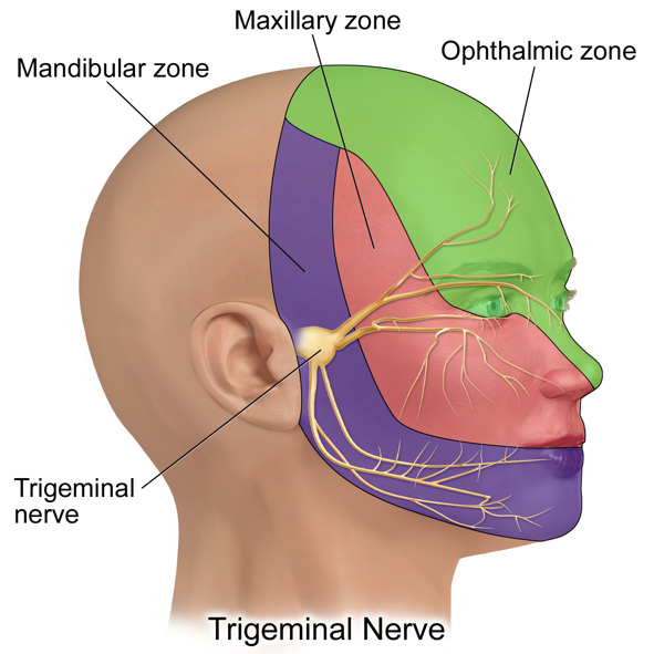 Trigeminal nerve anatomy diagram showing three major branches: ophthalmic zone (green), maxillary zone (pink), and mandibular zone (purple) on side view of human head. Detailed illustration of facial nerve distribution with labeled zones and nerve pathways.