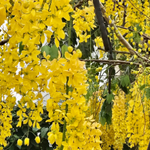 beautiful arabic flowers
