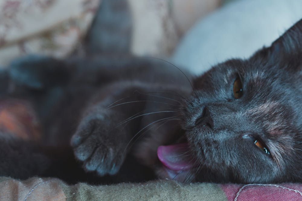 Close-up Photo of Sleeping Black Cat Yawning