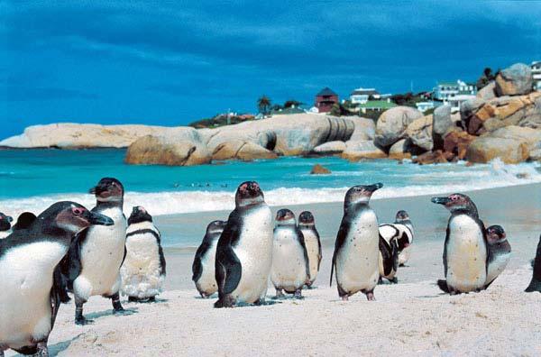 Penguins, Boulders Beach, Cape Town - The Expedition Project