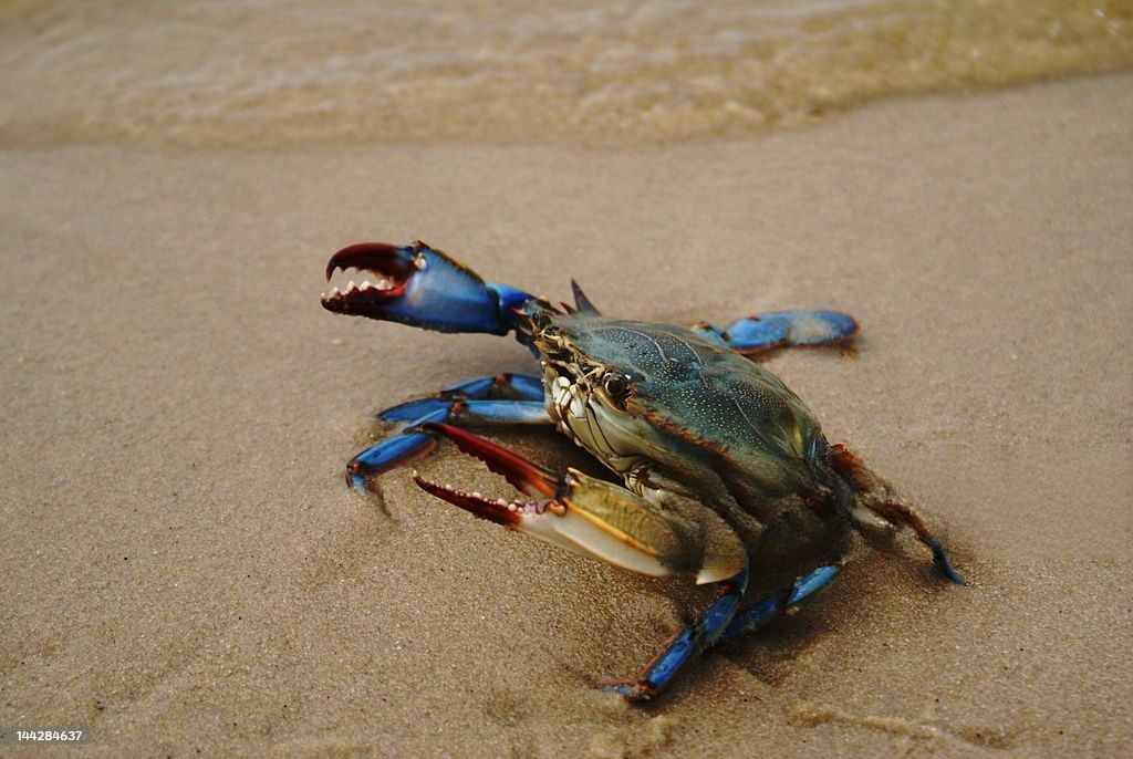 Pet Blue Crabs