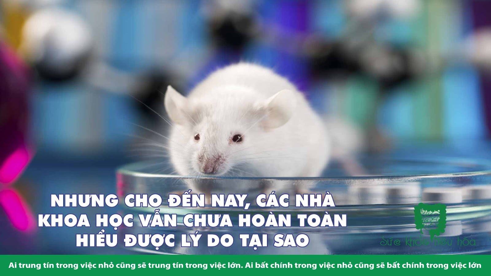 LÃO HÓA ĐỘNG MẠCH, MỘT NGHIÊN CỨU MỚI VỀ MỐI LIÊN HỆ GIỮA VI KHUẨN RUỘT VÀ CHẾ ĐỘ ĂN 