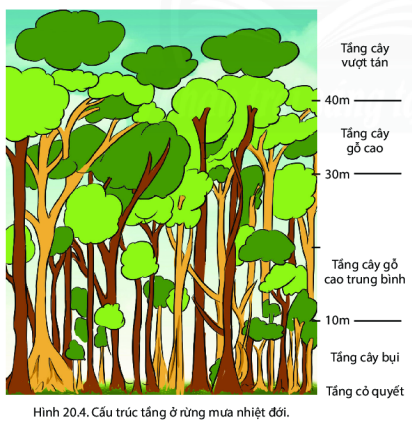 BÀI 20: SINH VẬT VÀ SỰ PHÂN BỐ CÁC ĐỚI THIÊN NHIÊN. RỪNG NHIỆT ĐỚII. Sự đa dạng của thế giới sinh vật1. Thực vậtThực vật có vai trò chủ yếu trong sự hình thành các thảm thực vật. Hiện có gần 300000 loài thực vật đã được xác định trên thế giới2. Động vậtĐộng vật có khả năng di chuyển để thích nghi với môi trường nên sự phân bố của động vật ít phụ thuộc vào khí hậuII. Các đới thiên nhiên trên thế giớiCâu 1: Dựa vào hình 20.3 em hãy xác định trên bản đồ các đới thiên nhiên trên thế giới:Giải nhanh:III. Rừng nhiệt đớiCâu 2: Dựa vào hình 20.4, em hãy nhận xét về các tầng cây của rừng mưa nhiệt đới.Giải nhanh:Rừng mưa nhiệt đới được chia làm các tầng khác nhau, hay còn gọi là lớp, với thảm thực vật được cấu tạo thành một mô hình chiều dọc thẳng đứng từ mặt đất đến tán rừng: tầng cỏ quyết, tầng cây bụi, tầng cây gỗ cao. Mỗi tầng ba gồm các loài động, thực vật khác nhau thích nghi với điều kiện sống ở riêng tầng đó. I. Luyện tậpCâu 1:  Em hãy kể tên một số loài sinh vật trên cạn và dưới nước mà em biếtGiải nhanh:TRÊN CẠNDƯỚI NƯỚCHổ, báo, hươu, ngựa, gà, mèo, sư tử,....Cá, tôm, rùa, sao biển, sứa, mực,.…Câu 2: Cho biết một số rừng nhiệt đới mà em biếtGiải nhanh:Cho biết một số rừng nhiệt đới mà em biết như rừng A-ma-dôn, rừng nhiệt đới ở Madagascar, Jambi, Daintree ở Queensland,....II. Vận dụng