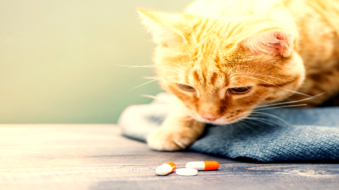 gabapentin for cats