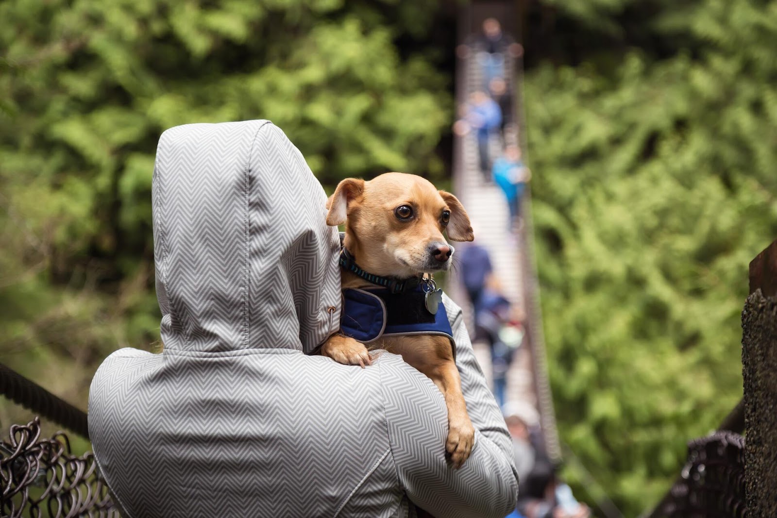 Un voleur d'animaux vole un chien