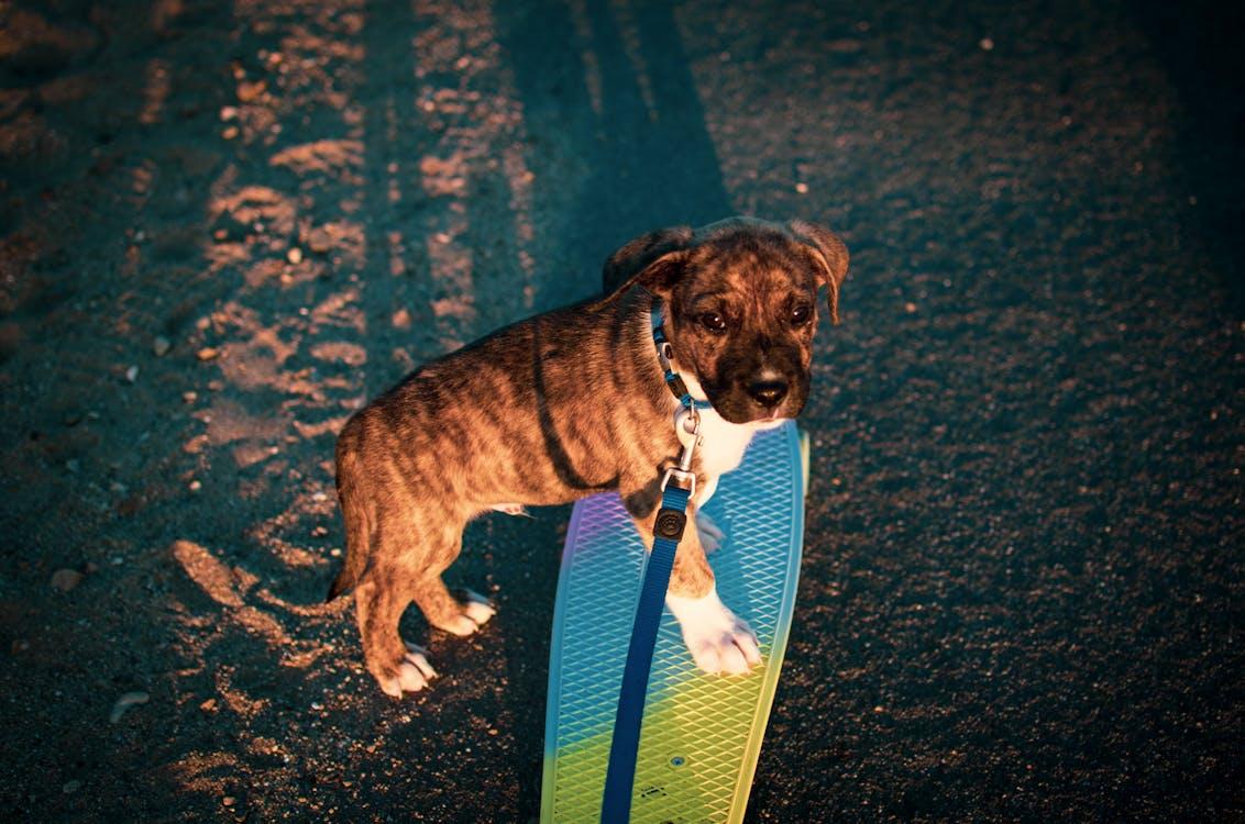 Δωρεάν στοκ φωτογραφιών με brindle dog, labrabull, penny board Φωτογραφία από στοκ φωτογραφιών