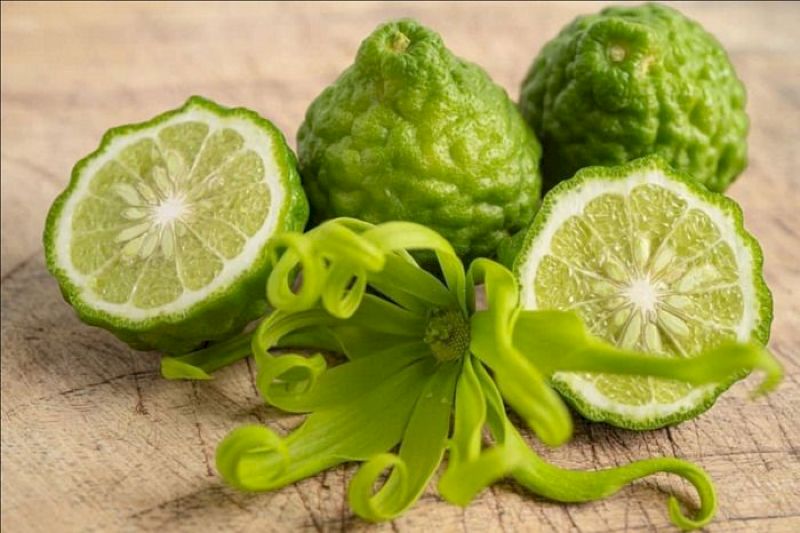 Chiết xuất Citrus bergamia từ trái cam Bergamot - Thảo dược quý giúp đẩy lùi mỡ máu