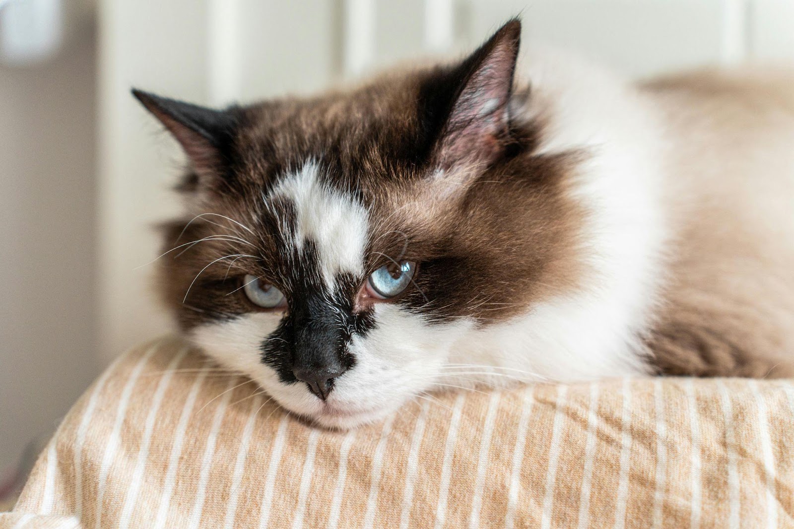 Weird Cat Bathroom Behaviors Explained