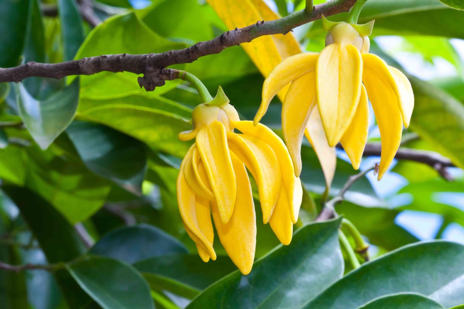 Ylang-ylang tree