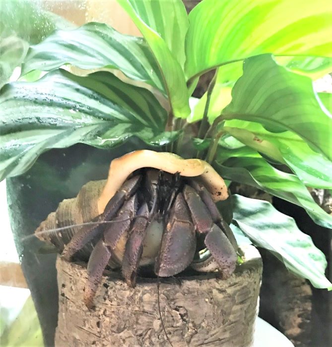 Hermit Crab Safe Plants