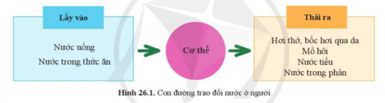 BÀI 26. TRAO ĐỔI NƯỚC VÀ CÁC CHẤT DINH DƯỠNG Ở ĐỘNG VẬTMỞ ĐẦUCâu hỏi: Thực vật có thể tự tổng hợp chất hữu cơ bằng cách quang hợp khi có ánh sáng. Động vật không thể tự tổng hợp chất hữu cơ thư thực vật mà phải lấy chất hữu cơ có sẵn trong thức ăn làm nguyên liệu tổng hợp cần thiết cho cơ thể. Kể tên các loại thức ăn của những động vật sau: gà, ong mật, chó, muỗi anophen, ếch, trâu, giun đất... Động vật thu nhận nước bằng cách nào?Đáp án chuẩn:Các loại thức ăn của những động vật:Gà: Thóc, cám, giun đất,...Ong mật: Mật hoa.Chó: Cơm, cá, xương,...Muỗi anophen: ấu trùng,...Trâu: cỏ, cám, rau xanh,...Động vật thu nhận nước và chất dinh dưỡng thông qua thức ăn, nước uống.I. QUÁ TRÌNH TRAO ĐỔI NƯỚC Ở ĐỘNG VẬTCâu 1: Động vật có nhu cầu nước như thế nào?Đáp án chuẩn:Phụ thuộc vào loài, kích thước cơ thể, độ tuổi, thức ăn, nhiệt độ của môi trường.Câu 2: Từ thông tin trong bảng 26.1 nhận xét về nhu cầu nước ở một số động vật. Tại sao nhu cầu nước lại khác nhau giữa các động vật và ở các nhiệt độ khác nhau?Đáp án chuẩn:Vì mỗi loài có cấu tạo, hoạt động sinh lí và sống trong các điều kiện môi trường khác nhau.Câu 3: Điều gì sẽ xảy ra nếu mỗi ngày chỉ cung cấp cho bò lấy sữa lượng nước như bò lấy thịt?Đáp án chuẩn:Nếu như cung cấp lượng nước cho bò lấy sữa giống bò lấy thịt thì lượng sữa thu được sẽ bị ảnh hưởng.Vận dụng 1Câu hỏi: Nêu các biện pháp đảm bảo đủ nước cho cơ thể mỗi ngàyĐáp án chuẩn:Uống đủ nước mỗi ngày, xây dựng chế độ ăn hợp lý.Vận dụng 2Câu hỏi: Trong trường hợp nào phải truyền nước cho cơ thể?Đáp án chuẩn:Khi cơ thể bị mất nước nghiêm trọng, mất nước do sốt cao, tiêu chảy,...Câu 4: Quan sát hình 26.1, mô tả con đường trao đổi nước ở ngườiĐáp án chuẩn:Lượng nước được đưa vào cơ thể thông qua thức ăn, nước uống → sử dụng cho các hoạt động sống → thải ra ngoài thông qua hơi thở, bốc hơi qua da, mồ hôi, nước tiểu, nước trong phân.Vận dụng 3Câu hỏi: Ở người, ra mồ hôi có ý nghĩa gì với cơ thể?Đáp án chuẩn:Giúp cân bằng nhiệt độ và loại bỏ độc tố ra khỏi cơ thể.Vận dụng 4Câu hỏi: Vì sao chúng ta cần uống nhiều nước hơn khi trời nóng hoặc khi vận động mạnh?Đáp án chuẩn:Vì lúc đó thường ra nhiều mồ hôi để điều hòa nhiệt độ cơ thể → mất nước → cần bổ sung thêm nước.II. DINH DƯỠNG Ở ĐỘNG VẬTCâu 5: Cho biết nhu cầu dinh dưỡng là gì ? Nhu cầu dinh dưỡng phụ thuộc vào yếu tố nào?Đáp án chuẩn:- Là thức ăn mà động vật cần thu nhận vào hằng ngày để xây dựng cơ thể và duy trì sự sống.- Phụ thuộc vào mỗi loại, độ tuổi, giai đoạn phát triển và cường độ hoạt động của cơ thể, thời tiết, nhiệt độ, mùa,...Vận dụng 5Câu hỏi: Calcium là nguyên liệu chủ yếu hình thành nên vỏ cứng của trứng ở gia cầm. Nếu chế độ ăn thiếu calcium có thể ảnh hưởng gì đến đẻ trứng của gia cầmĐáp án chuẩn:Làm vỏ trứng bị mềm, ảnh hưởng đến chất lượng trứng.Câu 6: Quan sát hình 26.2, mô tả con đường thu nhận và tiêu hoá thức ăn, hấp thụ chất dinh dưỡng và thải bã ở người.Đáp án chuẩn:Miệng thu nhận thức ăn, nghiền nhỏ → thực quản → dạ dày → nhào trộn thành hỗn hợp lỏng và tiêu hoá một phần → ruột non → hấp thụ chất dinh dưỡng → ruột già → tái hấp thu lại nước và chuyển thành chất thải rắn → trực tràng và hậu môn → thải ra ngoài.Tìm hiểu thêm: Thỏ ăn cỏ xanh non và hoa màu nhưng đôi khi cũng ăn luôn cả phân của nó thải ra trong đêm. Tại sao?Đáp án chuẩn:Ban ngày sau khi thỏ ăn một lượng lớn cỏ tươi non, xuất hiện dinh dưỡng quá thừa và dạ dày của chúng rất nhỏ. Còn buổi tối do thiếu cỏ, ăn ít, lượng dinh dưỡng giảm, nên chúng ăn lại phân trong đêm để hấp thu các chất dinh dưỡng của thức ăn còn trong phân.Câu hỏi 1: Quan sát hình 26.3, phân biệt các giai đoạn: thu nhận, tiêu hóa thức ăn, hấp thụ chất dinh dưỡng và thải bã ở người. Đáp án chuẩn:Thu nhận: Miệng thu nhận, nghiền nhỏ và đẩy thức ăn xuống thực quản.Tiêu hóa thức ăn: nhào trộn thức ăn thành hỗn hợp lỏng và tiêu hoá.Hấp thụ chất dinh dưỡng: các chất dinh dưỡng được hấp thụ vào mạch máu và hệ bạch huyết (lipit).Thải bã: phần bã đi qua ruột già tiếp tục được tái hấp thu và chuyển thành chất thải rắn → trực tràng và hậu môn.Câu 7: Thức ăn đã tiêu hoá (chất dinh dưỡng) đi đến các bộ phận khác nhau của cơ thể theo những con đường nào?Đáp án chuẩn:Nhờ hệ tuần hoàn.Câu hỏi 2: Mô tả con đường vận chuyển các chất thông qua hệ tuần hoàn ở cơ thể người.Đáp án chuẩn:- Vòng tuần hoàn lớn vận chuyển máu mang chất dinh dưỡng và O2 từ tâm thất trái theo động mạch tới các cơ quan của cơ thể để trao đổi chất. Các chất thải theo máu tới các cơ quan bài tiết rồi thải ra ngoài, CO2 theo tĩnh mạch đổ vào tâm nhĩ phải.- Vòng tuần hoàn nhỏ vận chuyển máu mang CO2 từ tâm thất phải theo động mạch phổi đi tới phổi → trao đổi khí, máu giàu O2 theo tĩnh mạch phổi đổ vào tâm nhĩ trái.III. VẬN DỤNG TRAO ĐỔI CHẤT VÀ CHUYỂN HOÁ NĂNG LƯỢNG VÀO THỰC TIỄNCâu 8: Vì sao cần xây dựng chế độ dinh dưỡng đủ chất, đủ lượng?Đáp án chuẩn:Vì  sẽ cung cấp đầy đủ năng lượng theo nhu cầu dinh dưỡng của cơ thể, giúp cơ thể có đủ năng lượng hoạt động và phát triển.Câu 9: Vì sao ta cần phải phối hợp ăn nhiều loại thức ăn?Đáp án chuẩn:Vì nếu ăn một loại thức ăn thường xuyên sẽ bị thừa chất, ảnh hưởng xấu đến sức khoẻ. Câu hỏi 3: Kể tên các loại thực phẩm chứa nhiều đạm, chất béo, vitaminĐáp án chuẩn:Chứa đạm: thịt, cá, trứng, sữa, đậu nành,…Chứa chất béo: mỡ động vật, bơ, lạc, đậu phộng,…Chứa vitamin: rau xanh, hoa quả tươi,…Vận dụng 6Câu hỏi: Thiết kế một bữa ăn đủ chất, đủ lượng cho gia đình em.Đáp án chuẩn:Cơm, cá thu chiên mắm ngọt, canh bầu, cam tráng miệng.Câu 10: Kể tên một số bệnh do thiếu dinh dưỡng mà em biết. Nêu biện pháp phòng tránh các bệnh đó.Đáp án chuẩn:Bệnh: suy dinh dưỡng, còi xương, bướu cổ,...Biện pháp: Phối hợp chế độ dinh dưỡng hợp lý kết hợp với chế độ nghỉ ngơi và vận động cơ thể phù hợp.Câu 11: Vì sao rèn luyện thể thao và lao động kết hợp với dinh dưỡng phù hợp thì có thể phòng tránh một số bệnh do dinh dưỡng không hợp lý?Đáp án chuẩn:Vì tập thể dục thể thao là một biện pháp hiệu quả giúp tăng cường khả năng trao đổi chất và chuyển hóa các chất trong cơ thể.Câu 12: Thế nào là thực phẩm sạch và an toàn? Làm thế nào để thực hiện vệ sinh an toàn thực phẩm.Đáp án chuẩn:- Là những thực phẩm tươi, sống, không chất bảo quản, có lợi cho sức khoẻ- Vệ sinh an toàn thực phẩm: Rửa sạch, ngâm nước muối rau củ quả trước khi ăn, ăn chín uống sôi, rửa tay trước khi ăn và sau khi đi vệ sinh.Câu hỏi 4: Nêu một số bệnh lí do chế độ dinh dưỡng, vệ sinh ăn uống chưa hợp lí ở địa phương em và biện pháp phòng, tránh theo gợi ý bảng 26.2Đáp án chuẩn:Tên bệnhBiện pháp phòng tránhSuy dinh dưỡngXây dựng chế độ ăn hợp lí.Béo phìGiảm lượng tinh bột và chất béo trong khẩu phần ăn, không ăn đồ chiên rán.Tiêu chảy Đảm bảo vệ sinh an toàn thực phẩm, tránh sử dụng thực phẩm không rõ nguồn gốc.Chậm phát triển tư duyUống nhiều sữa và các thực phẩm hỗ trợ phát triển trí não.Vận dụng 7