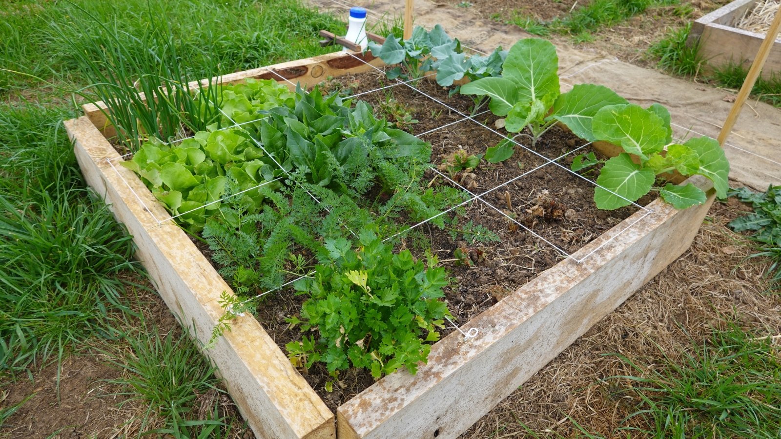 Brassica oleracea and Cucurbita pepo with large green leaves and vines growing in tilled raised bed