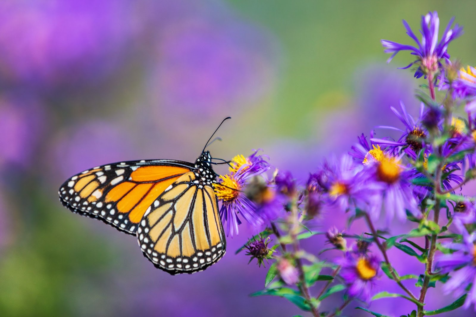 monarch butterfly flower