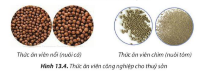 BÀI 13. QUY TRÌNH KĨ THUẬT NUÔI THỦY SẢN