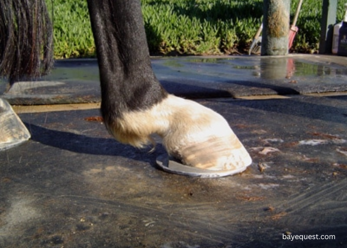 What is DSLD in Horses