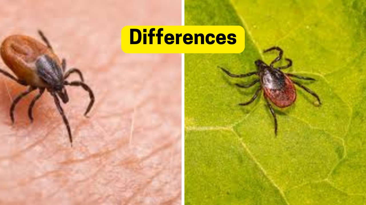 Deer Tick vs Dog Tick Differences