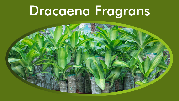 Dracaena Fragrans