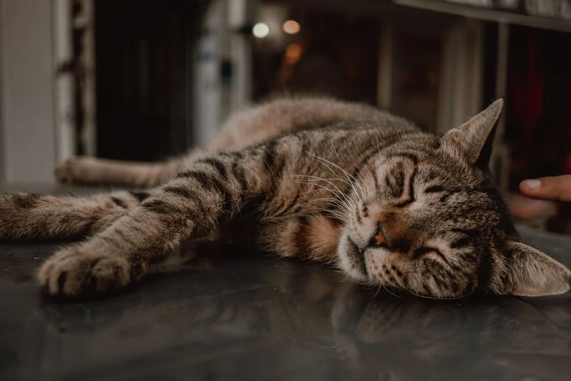 Cat suffering from arthritis pain may act all slow and lethargic