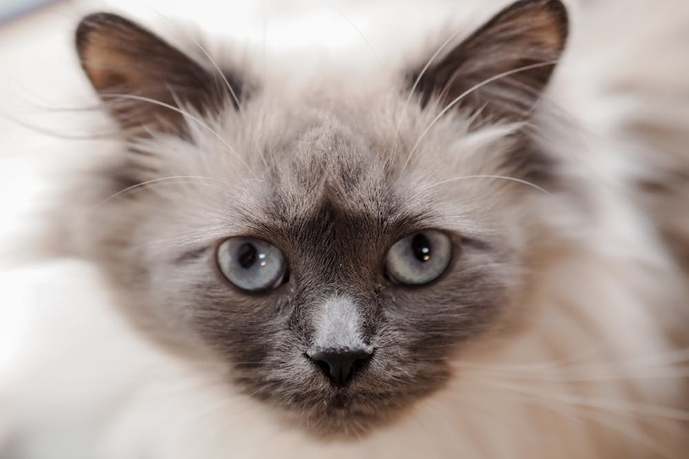 A Beautiful Ragdoll Cat Portrait