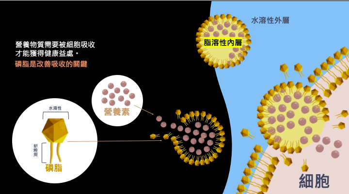 磷蝦油能幫助提高維生素D 2倍的吸收率、葉黃素8倍吸收率以及CoQ10 25倍吸收率