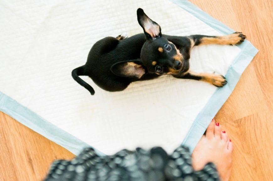 How to Train a Puppy to Use a Diaper