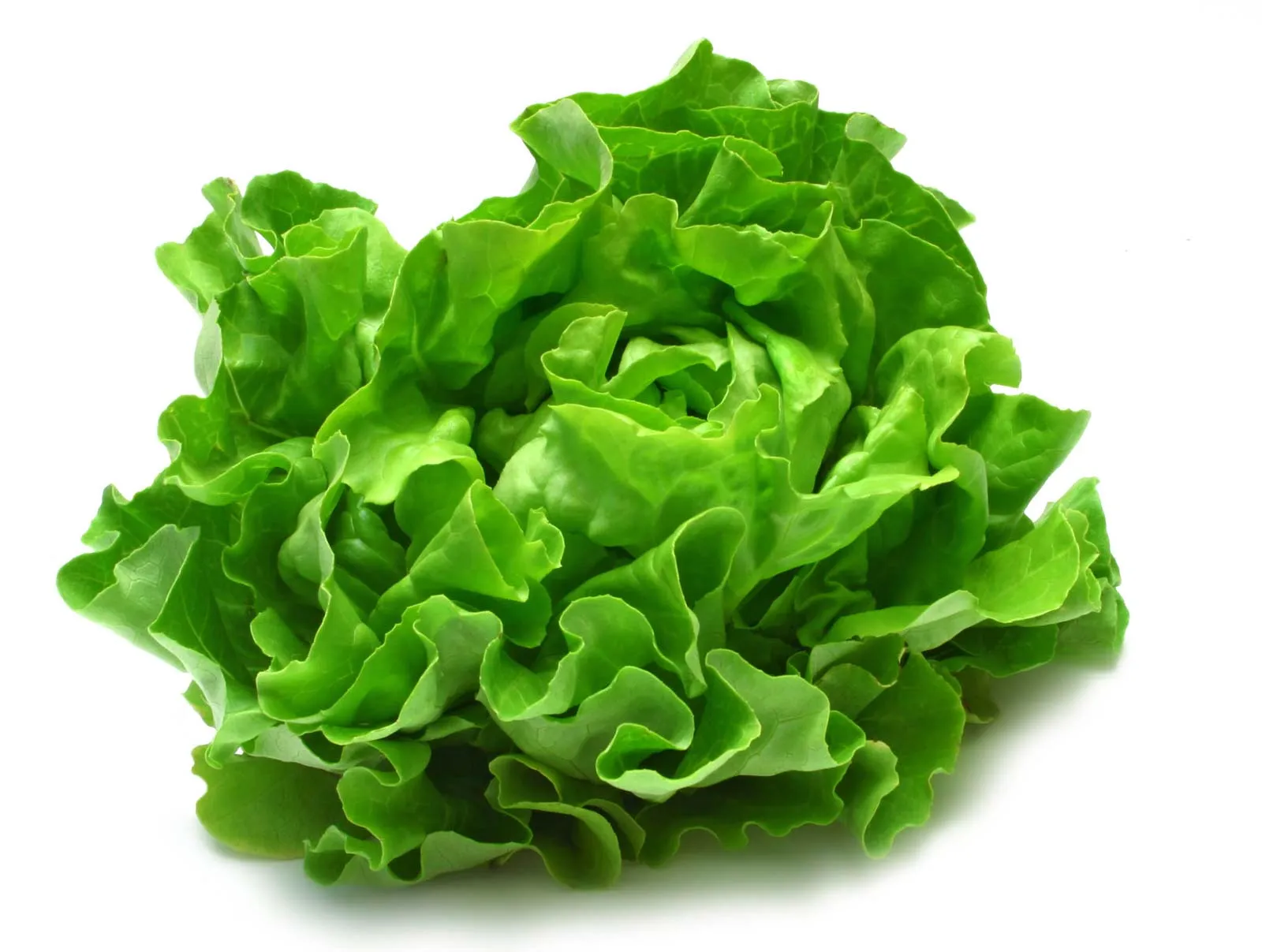 Grow Lettuce