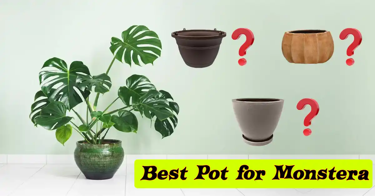 Best Pots to Pant Monstera Thai Constellation