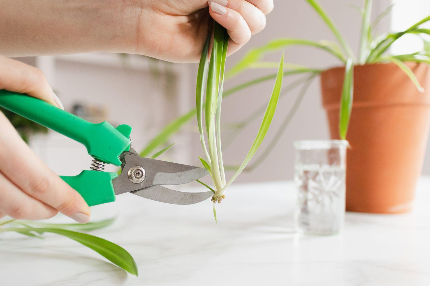 Propagating Spider Plant