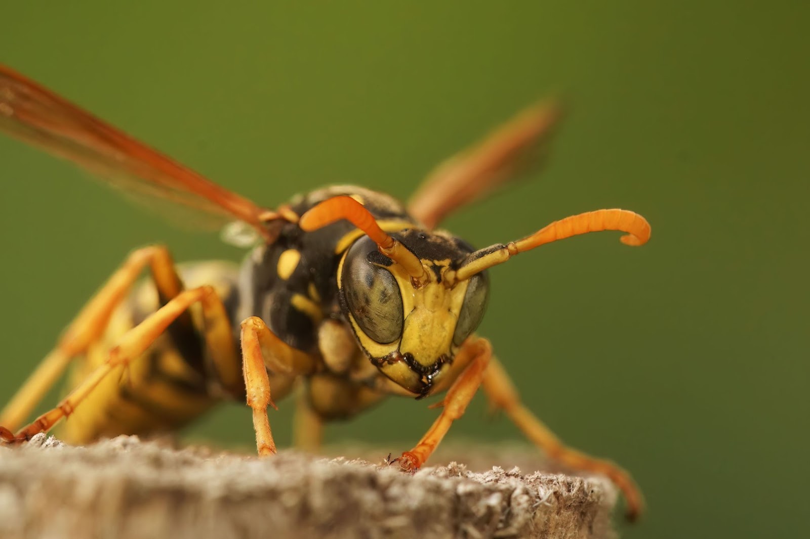 Macro shot of a French paper wasp on a wood against a blurred background