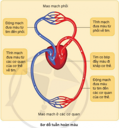 BÀI 16. CƠ QUAN TUẦN HOÀNKHỞI ĐỘNGCâu 1: Khi bạn hoặc ai đó bị đứt tay, bạn nhìn thấy gì ở vết thương?Đáp án chuẩn: Máu đỏ chảy ra từ vết thương.2. Chức năng của cơ quan tuần hoànCâu 1: Nhịp tim của em thay đổi thế nào khi em vận động nhẹ và vận động mạnh? Vì sao?Đáp án chuẩn: Khi vận động nhẹ nhịp tim đập tương đối chậm. Khi vận động mạnh nhịp tim tăng nhanhCâu 2: Chỉ và nói về đường đi của máu trong sơ đồ dưới đây.Đáp án chuẩn: Vòng tuần hoàn nhỏ: Đưa máu từ tim đến phổi lấy khí ô-xi và thải khí các-bo-nic rồi trở về tim.Vòng tuần hoàn lớn: Đưa máu chứa nhiều khí ô-xi và chất dinh dưỡng từ tim đi nuôi cơ thể, đồng thời nhận khí các-bo-nic và các chất thải của các cơ quan rồi trở về tim.Câu 3: Cơ quan tuần hoàn có chức năng gì?Đáp án chuẩn: Vận chuyển máu từ tim đến các cơ quan của cơ thể. Vận chuyển máu từ các cơ quan của cơ thể trở về tim.3. Bảo vệ cơ quan tuần hoàn