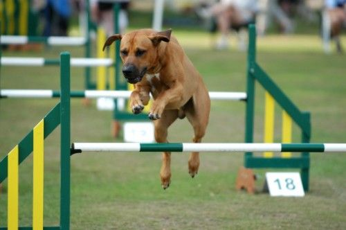 dog boarding in bangalore