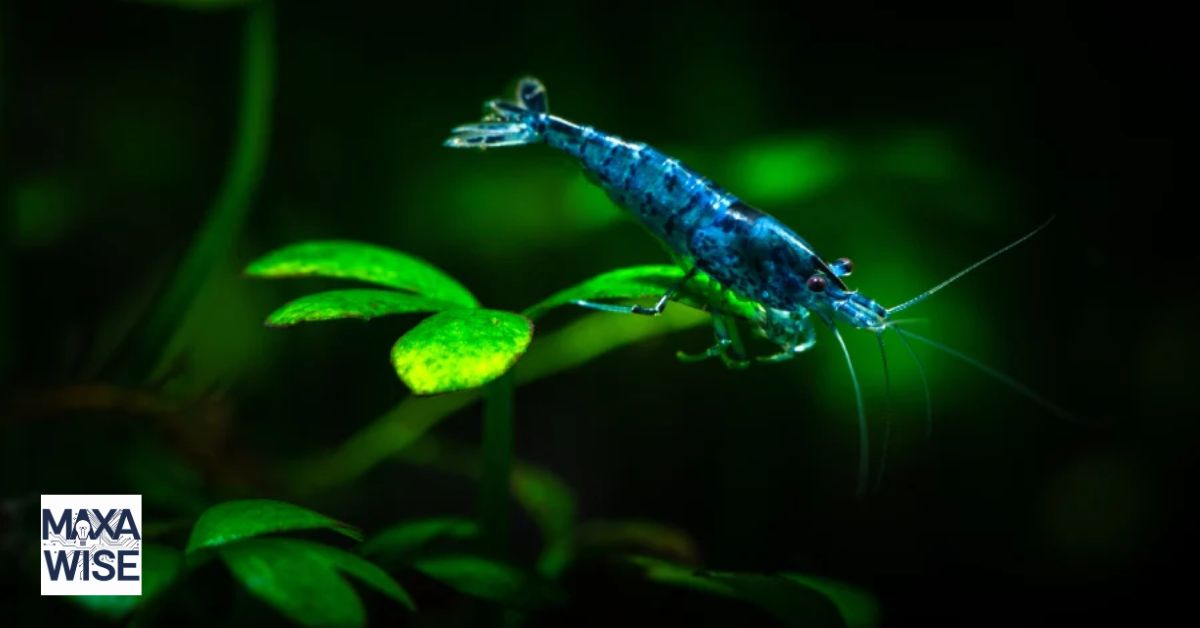 Blue Dream Shrimp