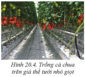 BÀI 20: GIỚI THIỆU VỀ TRỒNG TRỌT CÔNG NGHỆ CAO