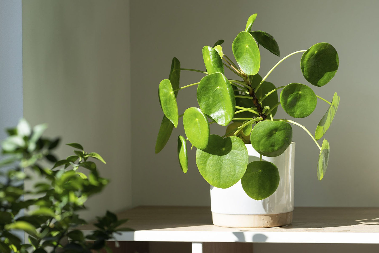 Pilea peperomioides care