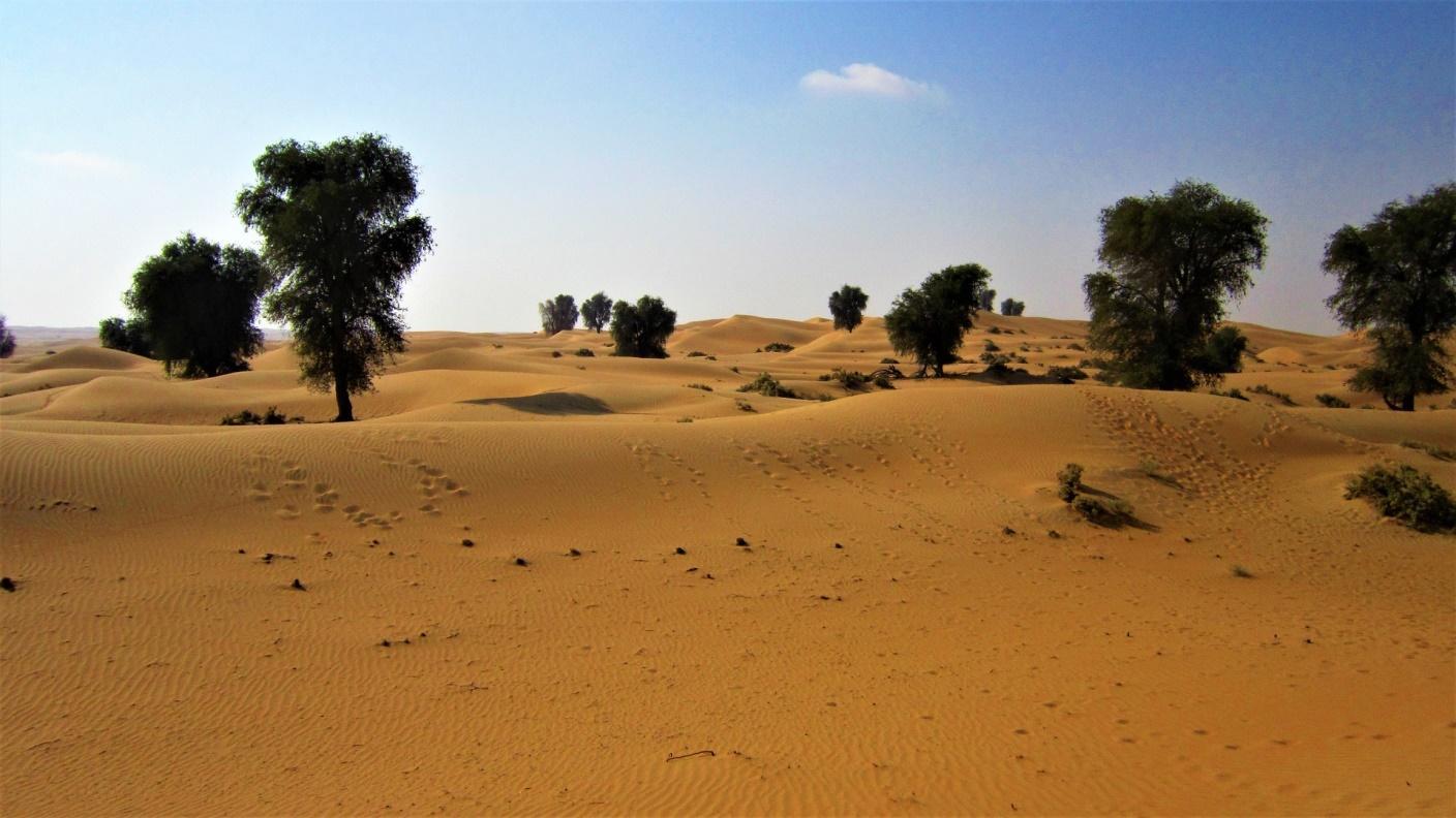 C:\Users\786\Desktop\Desert-Dubai-Trees.jpg