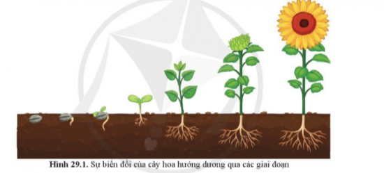 BÀI 29. KHÁI QUÁT VỀ SINH TRƯỞNG VÀ PHÁT TRIỂN Ở SINH VẬT 