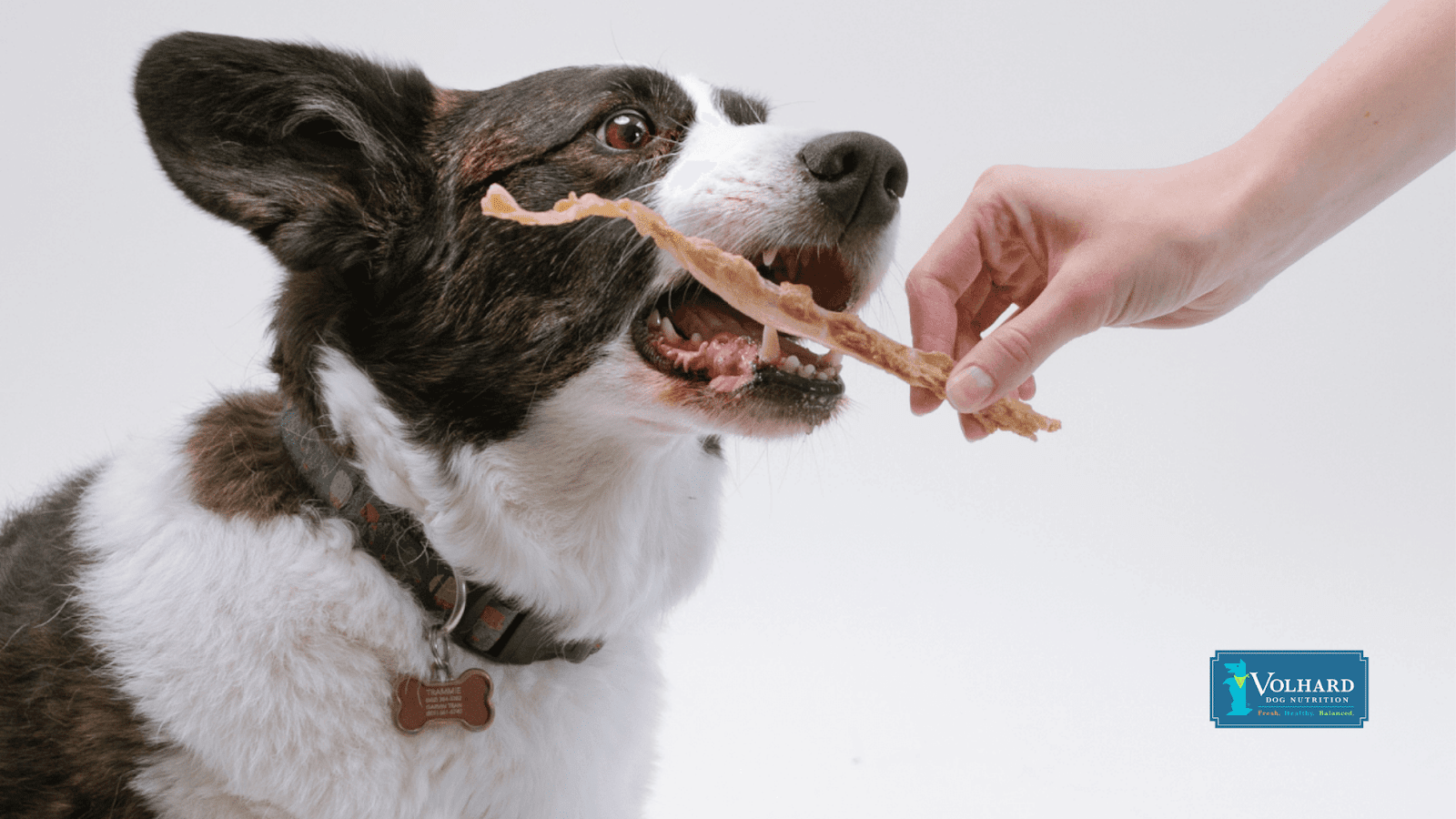 This image depicts a dog eating a cod treat from their parent's hand