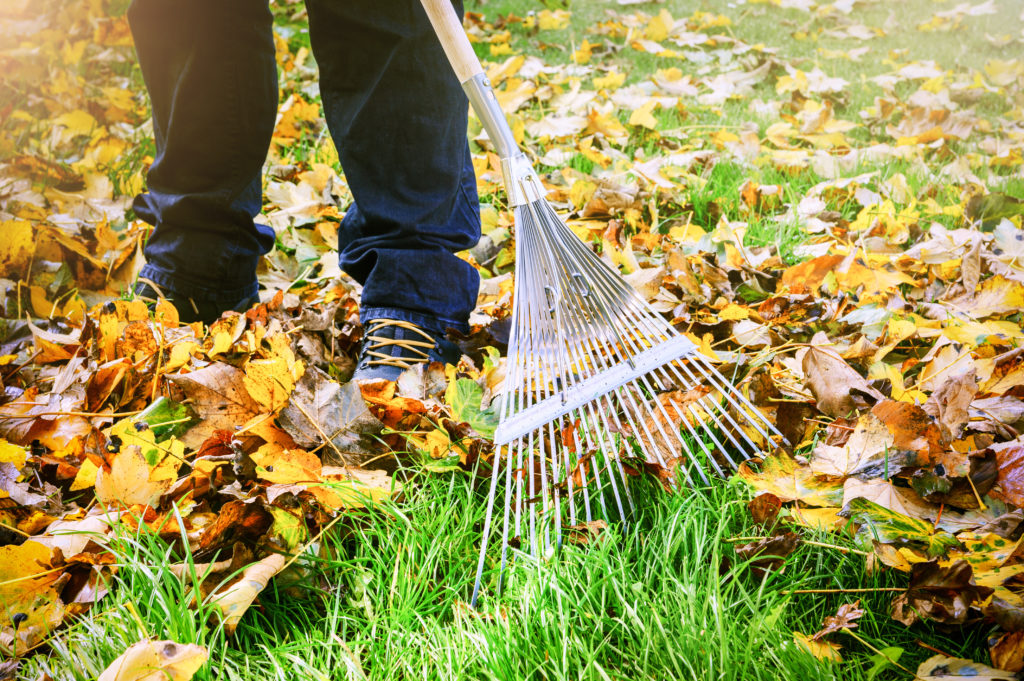 Maintenance of Lawn in Fall