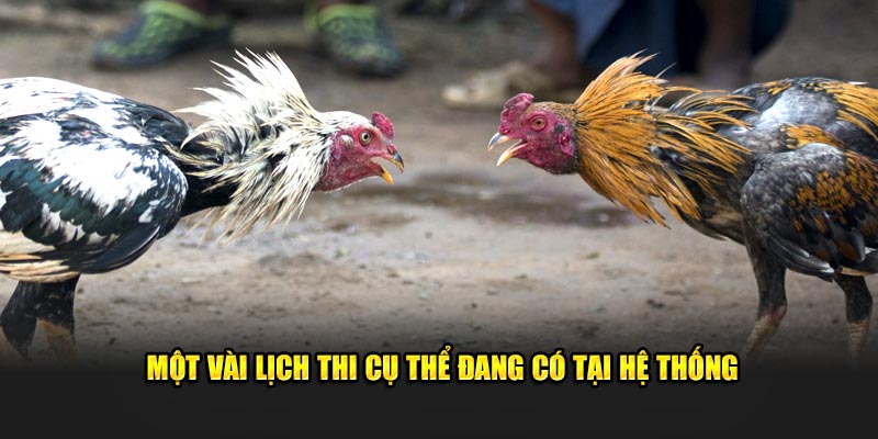 Một vài lịch thi cụ thể đang có tại hệ thống