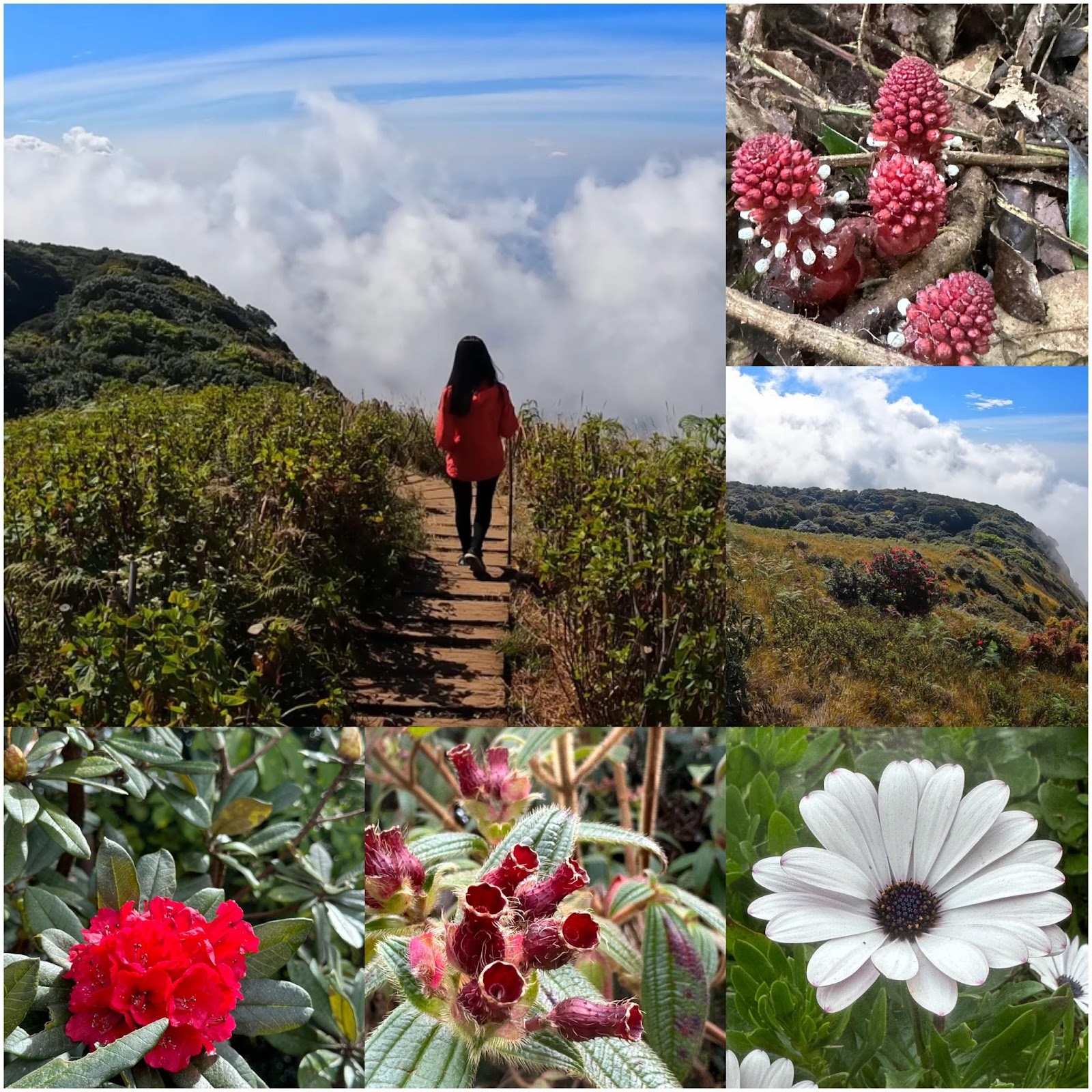hiking trail in north thailand with exotic flowers and beautiful views 