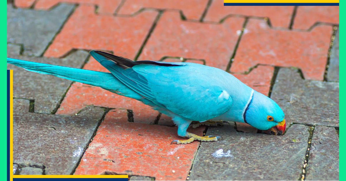  Indian Ringneck Parrots